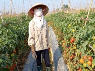 Cộng đồng mạng kêu gọi giải cứu nông sản Hải Dương bị dồn ứ do dịch Covid-19