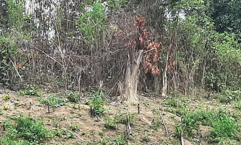 Khởi tố vụ án phá rừng ở huyện Quan Sơn