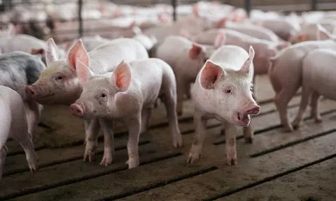 Khi nước Mỹ thừa lợn: Nỗi đau của người nông dân vì Trung Quốc 'quay xe' quá nhanh