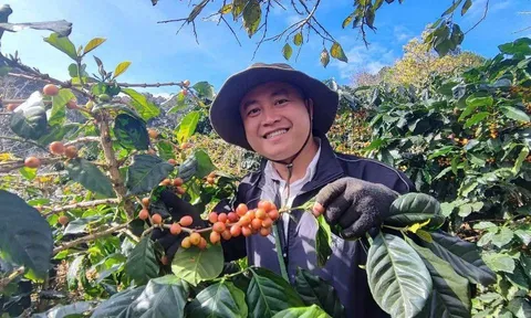 Cà phê A Vàng – Hành trình hồi sinh “hạt vàng” trăm năm của đất Việt